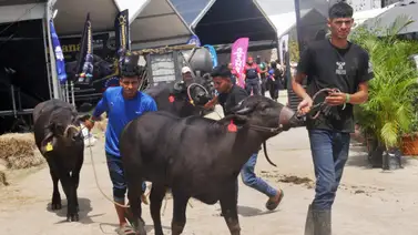 ¿La carne venezolana puede exportarse de forma masiva? Fedenaga pone énfasis en una vital medida para ganar mercados ¿La carne venezolana puede exportarse de forma masiva? Fedenaga pone énfasis en una vital medida para ganar mercados