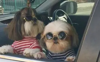 ¿Llevas a tu perro en las piernas cuando manejas?: Éstas son las multas en Florida