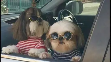 ¿Llevas a tu perro en las piernas cuando manejas?: Éstas son las multas en Florida ¿Llevas a tu perro en las piernas cuando manejas?: Éstas son las multas en Florida