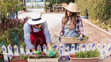 Huerto doméstico como pilar de la vida moderna: sostenibilidad y bienestar en el hogar Huerto doméstico como pilar de la vida moderna: sostenibilidad y bienestar en el hogar