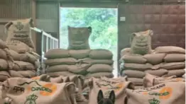 Alemania compra el mayor volumen de café venezolano en años: detalles del negocio