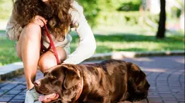 Protege a tu perro del calor extremo: lo que debes hacer y lo que debes evitar para cuidar su salud