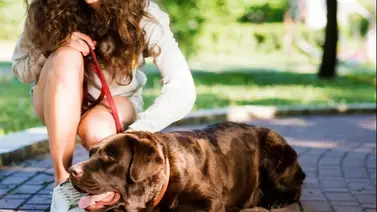 Protege a tu perro del calor extremo: lo que debes hacer y lo que debes evitar para cuidar su salud Protege a tu perro del calor extremo: lo que debes hacer y lo que debes evitar para cuidar su salud