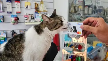 Banco del Tesoro lanza tarjeta con beneficios para mascotas: puedes usarla en el exterior Banco del Tesoro lanza tarjeta con beneficios para mascotas: puedes usarla en el exterior