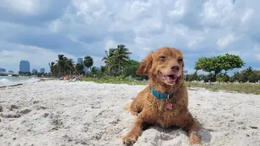 Playas pet-friendly en Miami: espacios gratis y libres de correa para canes Playas pet-friendly en Miami: espacios gratis y libres de correa para canes
