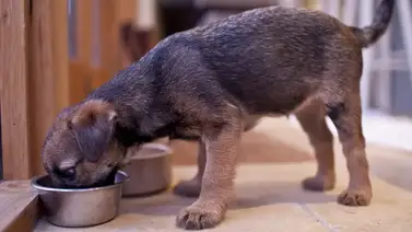 Alerta dueños: esta marca de comida para perros en EEUU está contaminada con bacterias transmisibles a humanos Alerta dueños: esta marca de comida para perros en EEUU está contaminada con bacterias transmisibles a humanos