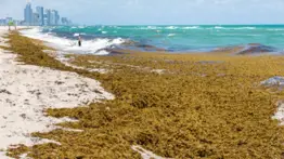 Balnearios de Miami: esta App gratuita te permite evadir el sargazo durante este verano