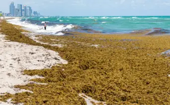 Balnearios de Miami: esta App gratuita te permite evadir el sargazo durante este verano
