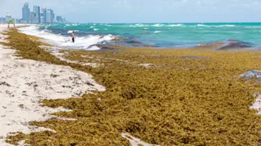 Balnearios de Miami: esta App gratuita te permite evadir el sargazo durante este verano Balnearios de Miami: esta App gratuita te permite evadir el sargazo durante este verano