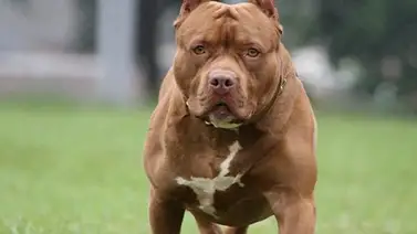 Pitbull asesinó a su propio dueño en La Guaira: el sujeto intentaba salvar a una estudiante Pitbull asesinó a su propio dueño en La Guaira: el sujeto intentaba salvar a una estudiante