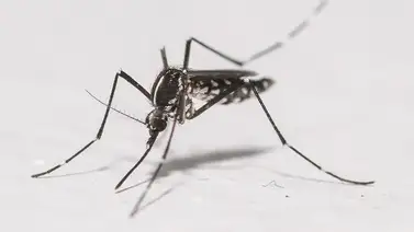 ¿Por qué Google quiere liberar 64 millones de mosquitos en Florida y California? ¿Por qué Google quiere liberar 64 millones de mosquitos en Florida y California?