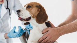 Activan jornada de vacunación gratuita para mascotas: conozca la fecha y ubicación