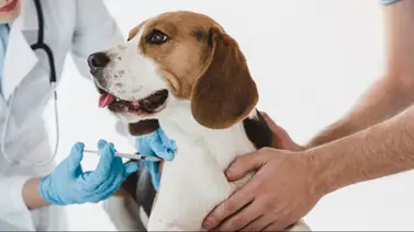 Activan jornada de vacunación gratuita para mascotas: conozca la fecha y ubicación Activan jornada de vacunación gratuita para mascotas: conozca la fecha y ubicación