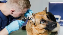 Misión Nevado: conoce la agenda de atención veterinaria del 3 al 6 de junio