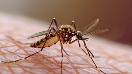 Adiós a los mosquitos para siempre: la planta que se convierte en un milagroso repelente casero