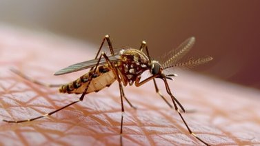 Adiós a los mosquitos para siempre: la planta que se convierte en un milagroso repelente casero