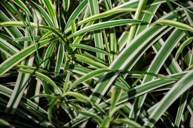 Adiós a los mosquitos para siempre: la planta que se convierte en un milagroso repelente casero