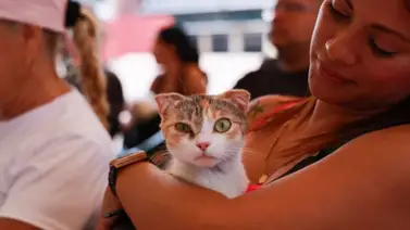 Jornadas veterinarias gratuitas en Caracas hoy 4 de junio: los servicios estarán activos desde las 10 de la mañana Jornadas veterinarias gratuitas en Caracas hoy 4 de junio: los servicios estarán activos desde las 10 de la mañana