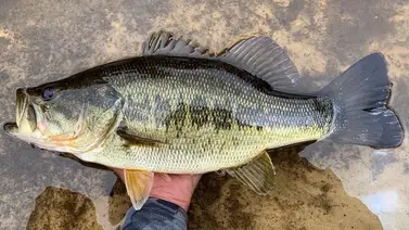 peces infectados baacterias parásitos california peces infectados baacterias parásitos california
