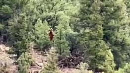 Una criatura parecida al mítico Pie Grande fue captada en video en un bosque de Colorado