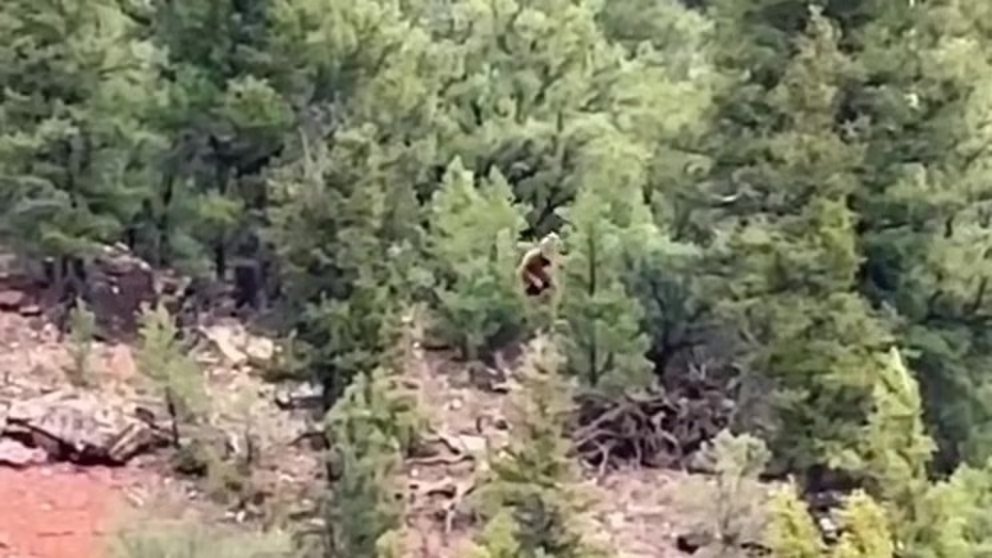 Una criatura parecida al mítico Pie Grande fue captada en video en un bosque de Colorado Una criatura parecida al mítico Pie Grande fue captada en video en un bosque de Colorado
