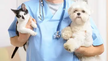 Jornada de atención veterinaria gratis este 6 de junio en Caracas: servicios y ubicación Jornada de atención veterinaria gratis este 6 de junio en Caracas: servicios y ubicación