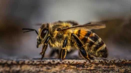 Septuagenario muere tras ataque masivo de abejas africanas en Barinas: sufrió un ataque anafiláctico