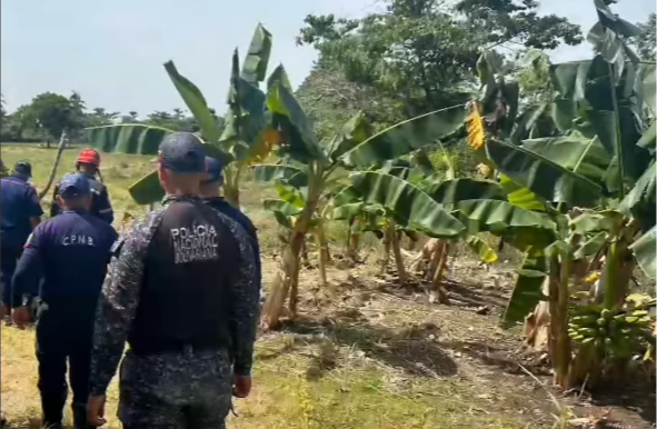 Septuagenario muere tras ataque masivo de abejas africanas en Barinas: sufrió un ataque anafiláctico