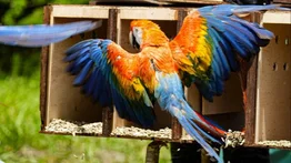 2001ONLINE - VENEZUELA - GUACAMAYAS