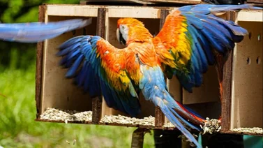 2001ONLINE - VENEZUELA - GUACAMAYAS