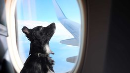 Pasos para viajar con mascotas desde el Aeropuerto Internacional de Maiquetia: se realiza inspección veterinaria