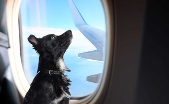 Pasos para viajar con mascotas desde el Aeropuerto Internacional de Maiquetia: se realiza inspección veterinaria