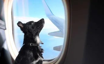 Pasos para viajar con mascotas desde el Aeropuerto Internacional de Maiquetia: se realiza inspección veterinaria