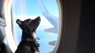 Pasos para viajar con mascotas desde el Aeropuerto Internacional de Maiquetia: se realiza inspección veterinaria