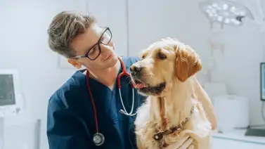 Misión Nevado: jornada de atención de veterinaria este 8 de junio Misión Nevado: jornada de atención de veterinaria este 8 de junio