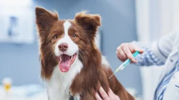 Jornada de vacunación gratuita para mascotas este próximo 10 de junio: servicios y ubicación