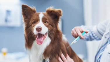 Jornada de vacunación gratuita para mascotas este próximo 10 de junio: servicios y ubicación