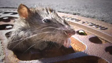 Nueva York lanza estrategia innovadora: cebo anticonceptivo para combatir la plaga de ratas Nueva York lanza estrategia innovadora: cebo anticonceptivo para combatir la plaga de ratas