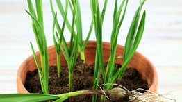 La planta que usas como aderezo desintoxica tu hígado: debes comerla en ayunas