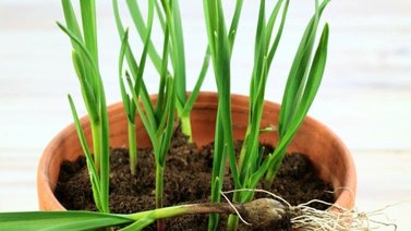 La planta que usas como aderezo desintoxica tu hígado: debes comerla en ayunas