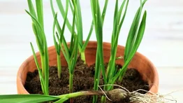 La planta que usas como aderezo desintoxica tu hígado: debes comerla en ayunas