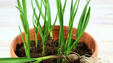 La planta que usas como aderezo desintoxica tu hígado: debes comerla en ayunas