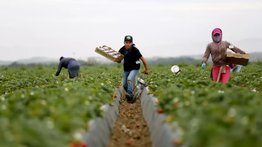 campos agrícolas california inmigrantes trabajadores estados unidos redadas ice