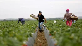 campos agrícolas california inmigrantes trabajadores estados unidos redadas ice