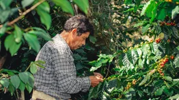 Vacante-Kentucky-para-trabajadores-agrícolas