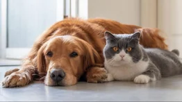 Ordenanza municipal: estos actos se consideran contrarios a la tenencia de animales domésticos en Caracas