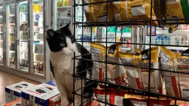 Presentan proyecto de ley para proteger a los gatos de bodega en Nueva York: incluye un programa de vacunación gratuito Presentan proyecto de ley para proteger a los gatos de bodega en Nueva York: incluye un programa de vacunación gratuito