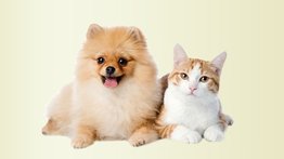 Jornada de atención veterinaria gratuita en Caracas este 14 de junio: estarán en La Pastora