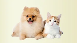 Jornada de atención veterinaria gratuita en Caracas este 14 de junio: estarán en La Pastora