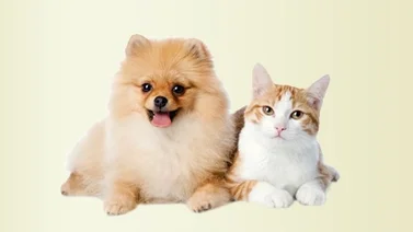 Jornada de atención veterinaria gratuita en Caracas este 14 de junio: estarán en La Pastora